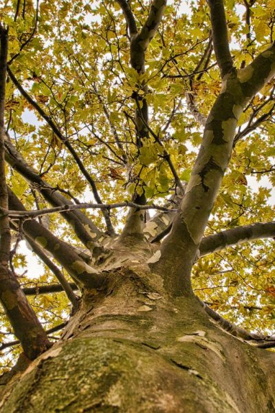 Low angle view of a tree canopy with yellow leaves, showcasing an autumn scene.